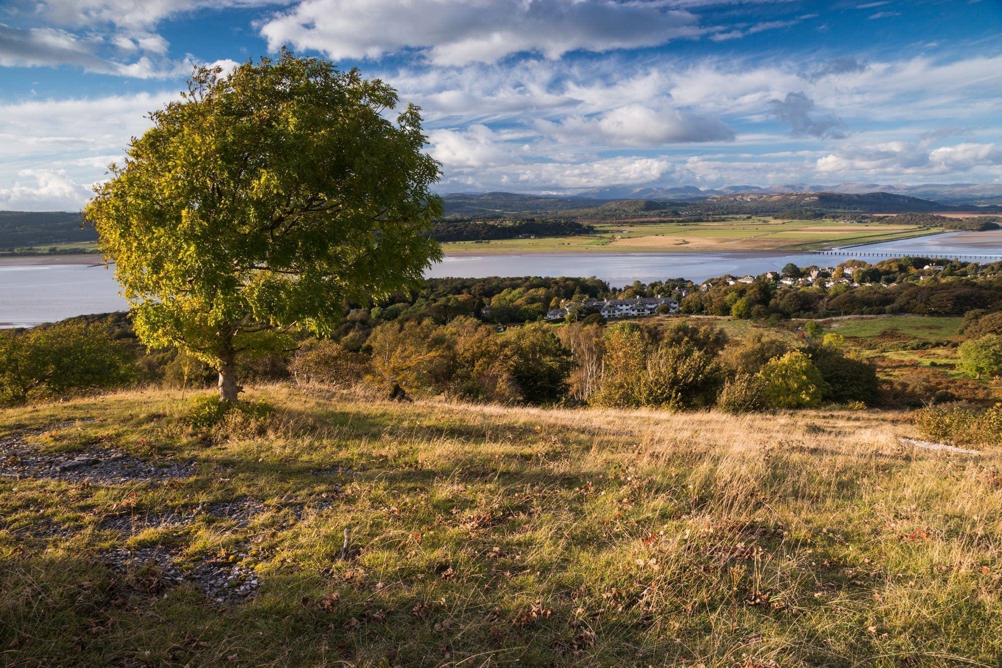 Arnside Knott Trees and the Lake District - Lancashire Photography