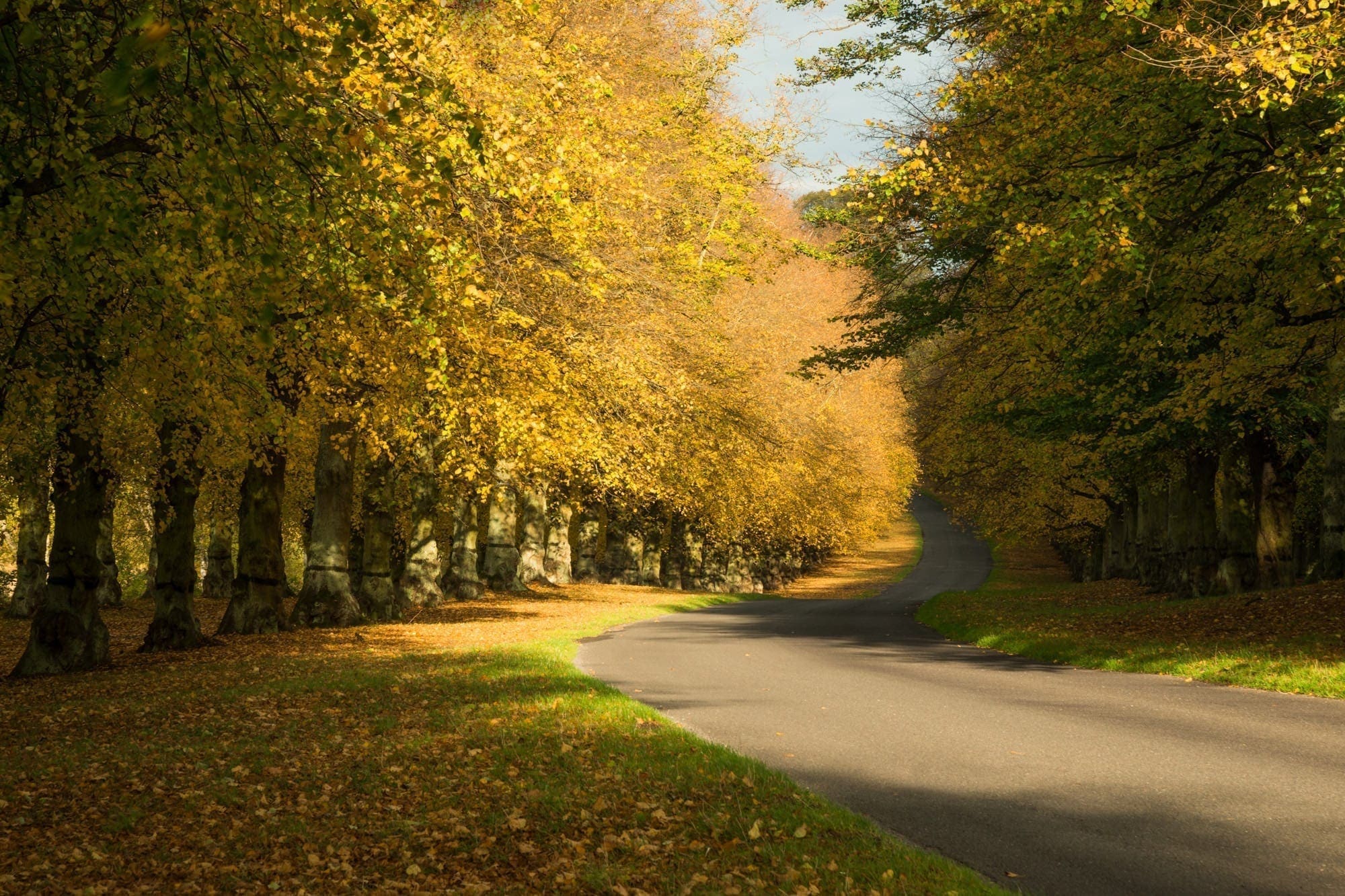 Clumber Park Autumn - Nottinghamshire Photography