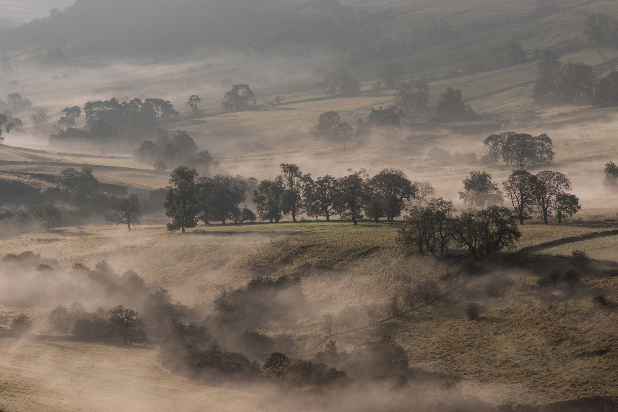 Crowdecote Trees in the Mist - Peak District Photography