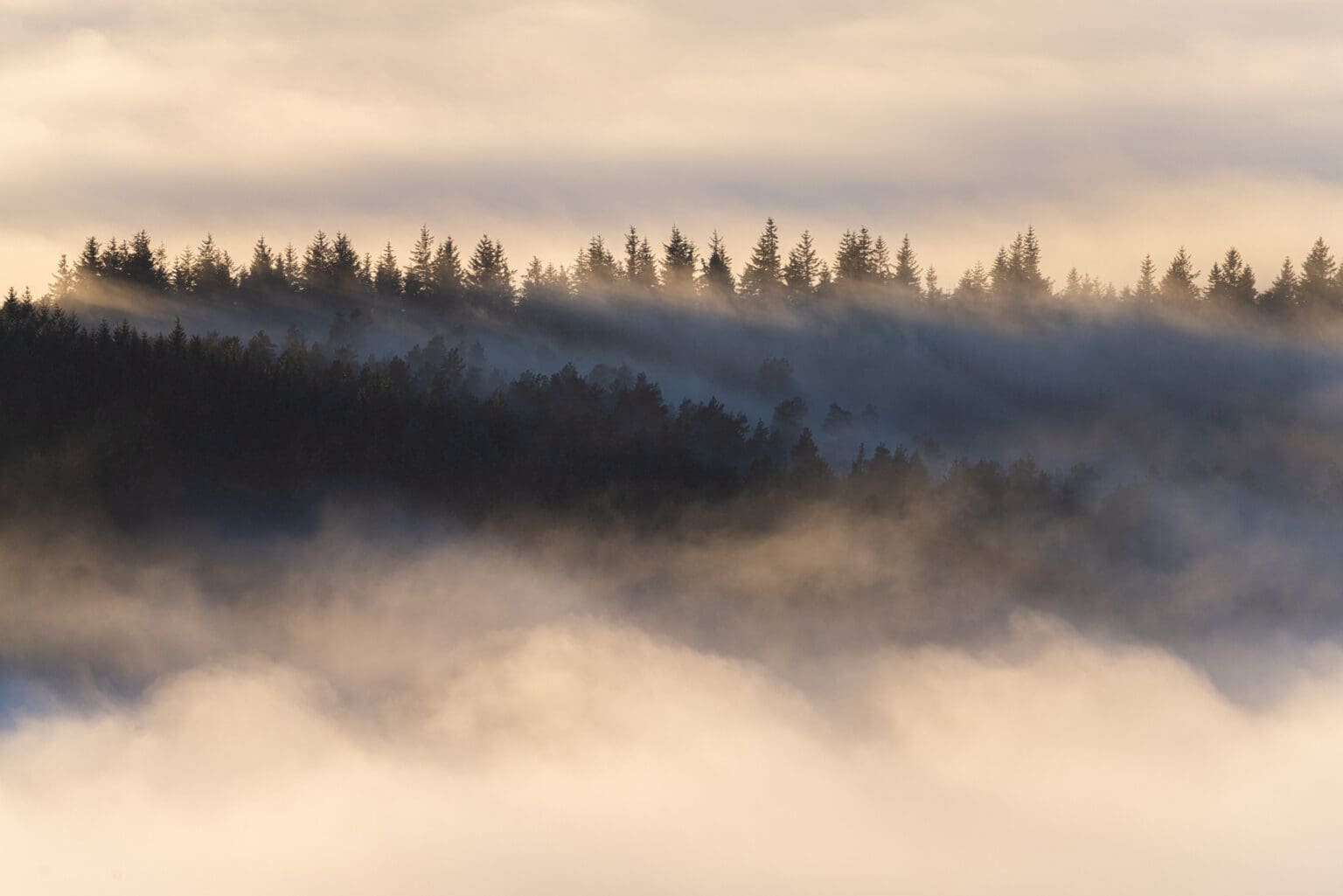 Trees in the Mist – Derwent Edge – Peak District Photography