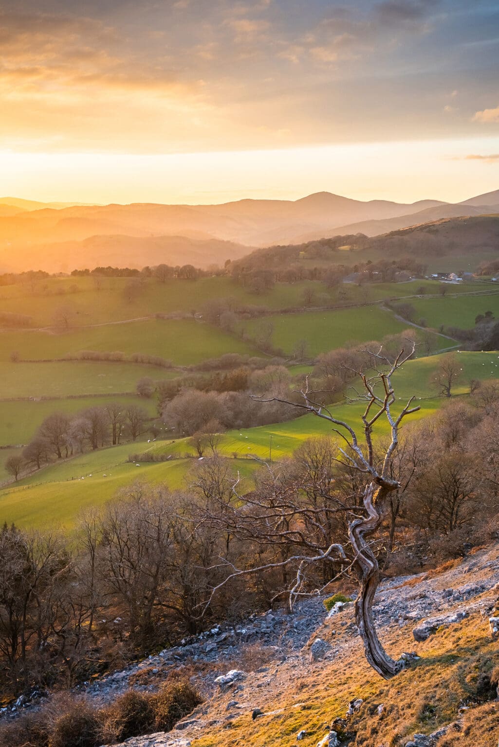 Trevor Rocks Lone Tree Sunset - Wales Photography