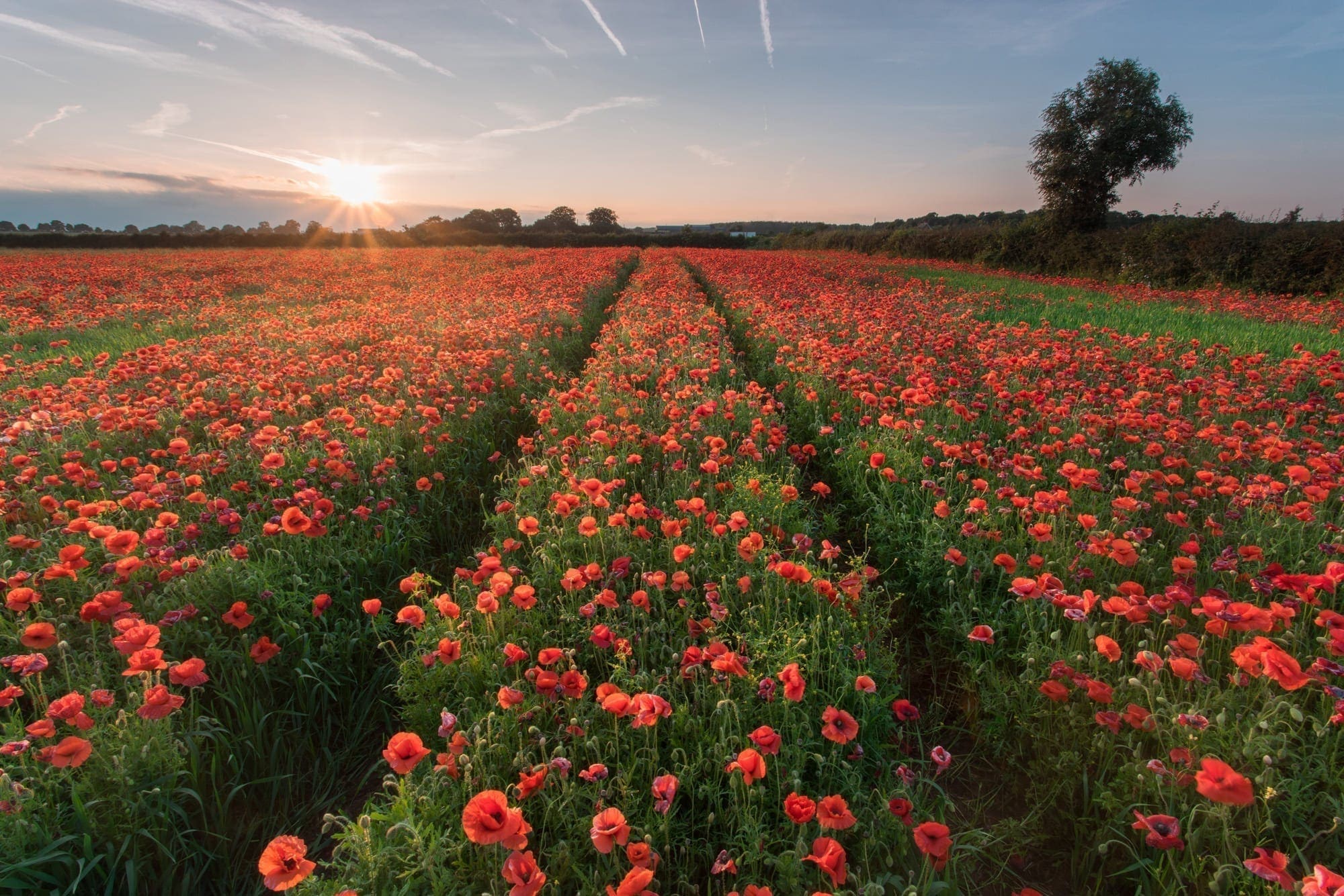 Watnall Poppies Sunset - Nottinghamshire Photography