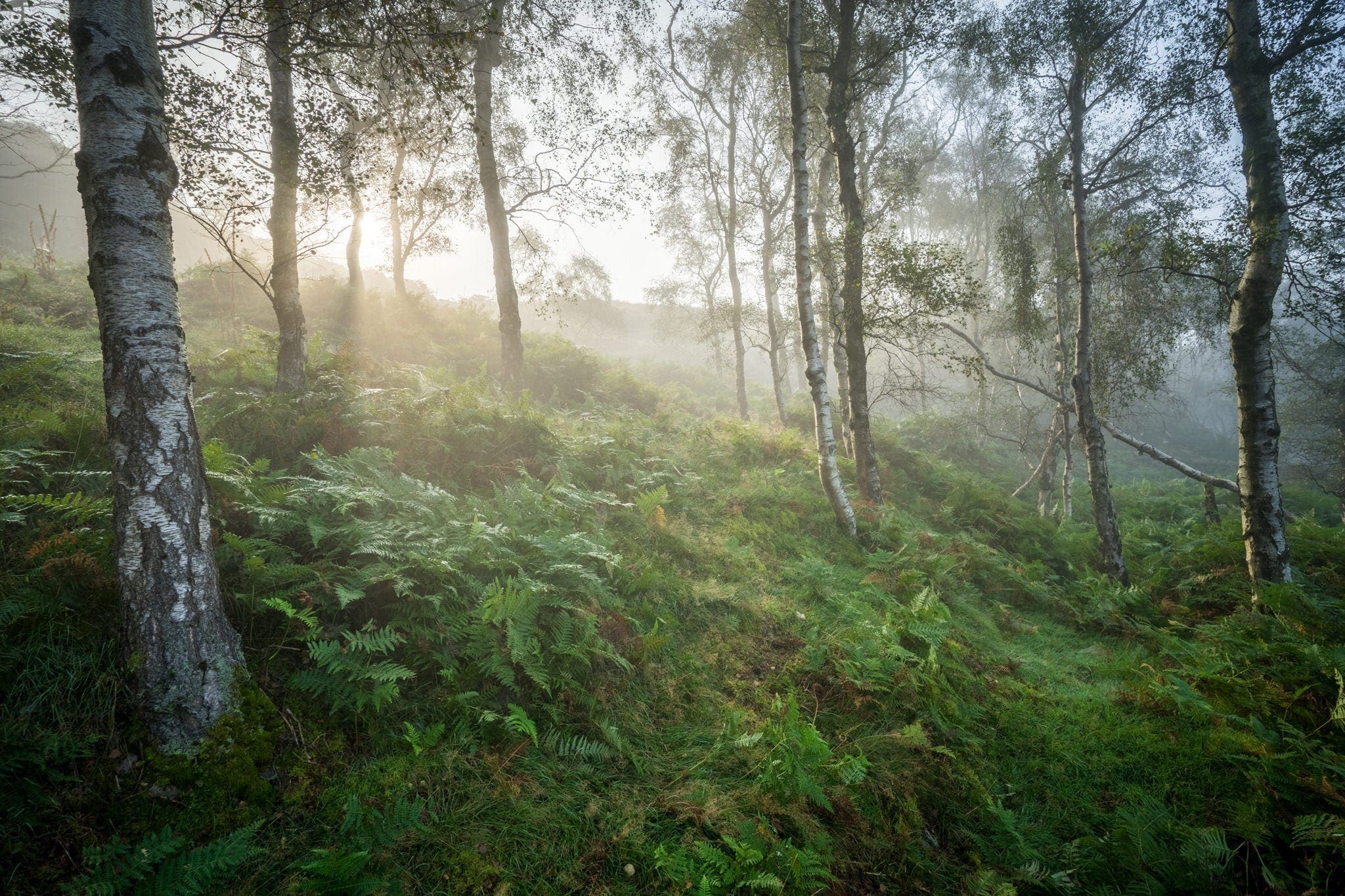 Bolehill Fog - Gritstone Edges Peak District Photography Workshop