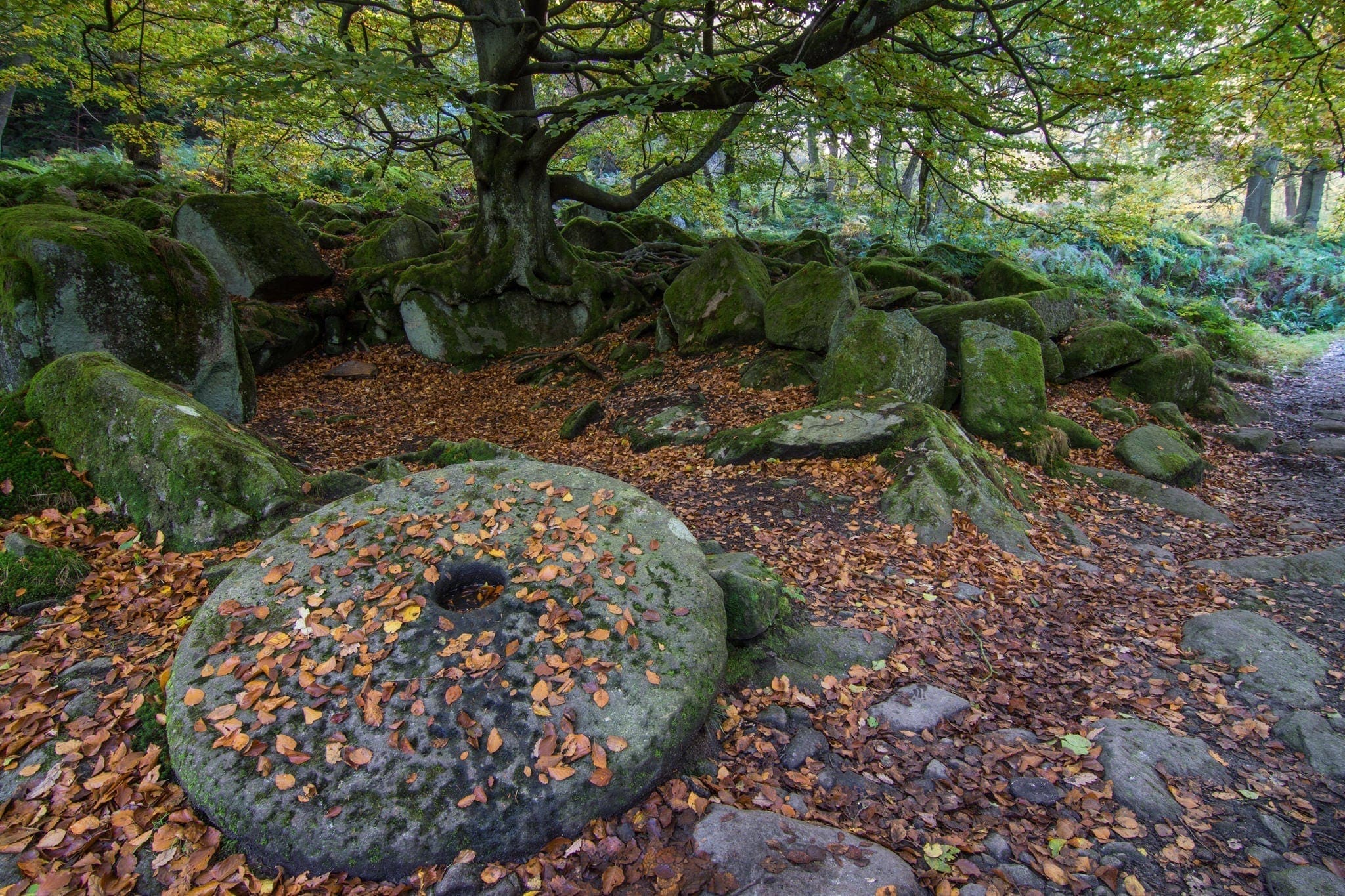 Padley Gorge Millstone and Tree - Gritstone Edges Peak District Photography Workshop