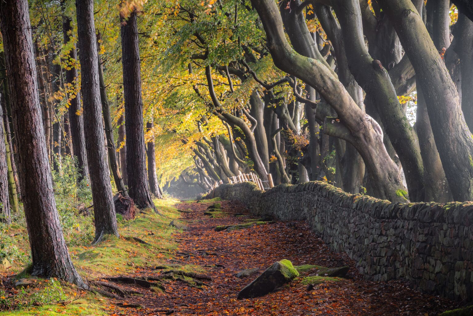 Darley Moor Avenue of Trees Autumn - Matlock - Peak District Photography