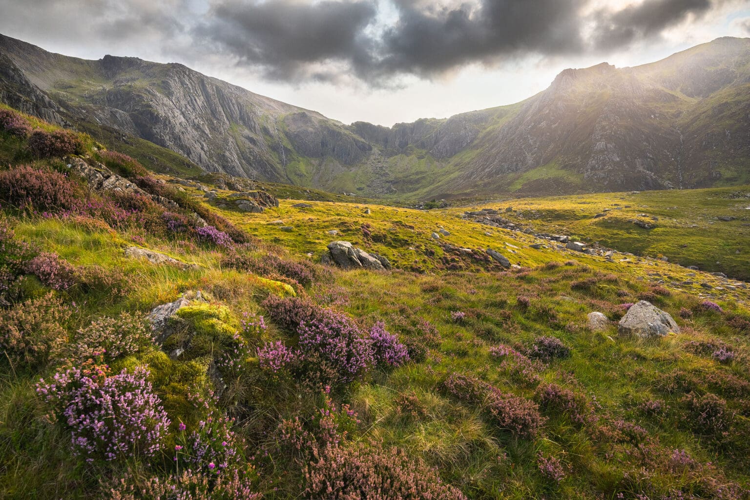 Cwm Idwal Heather - Eryri Photography