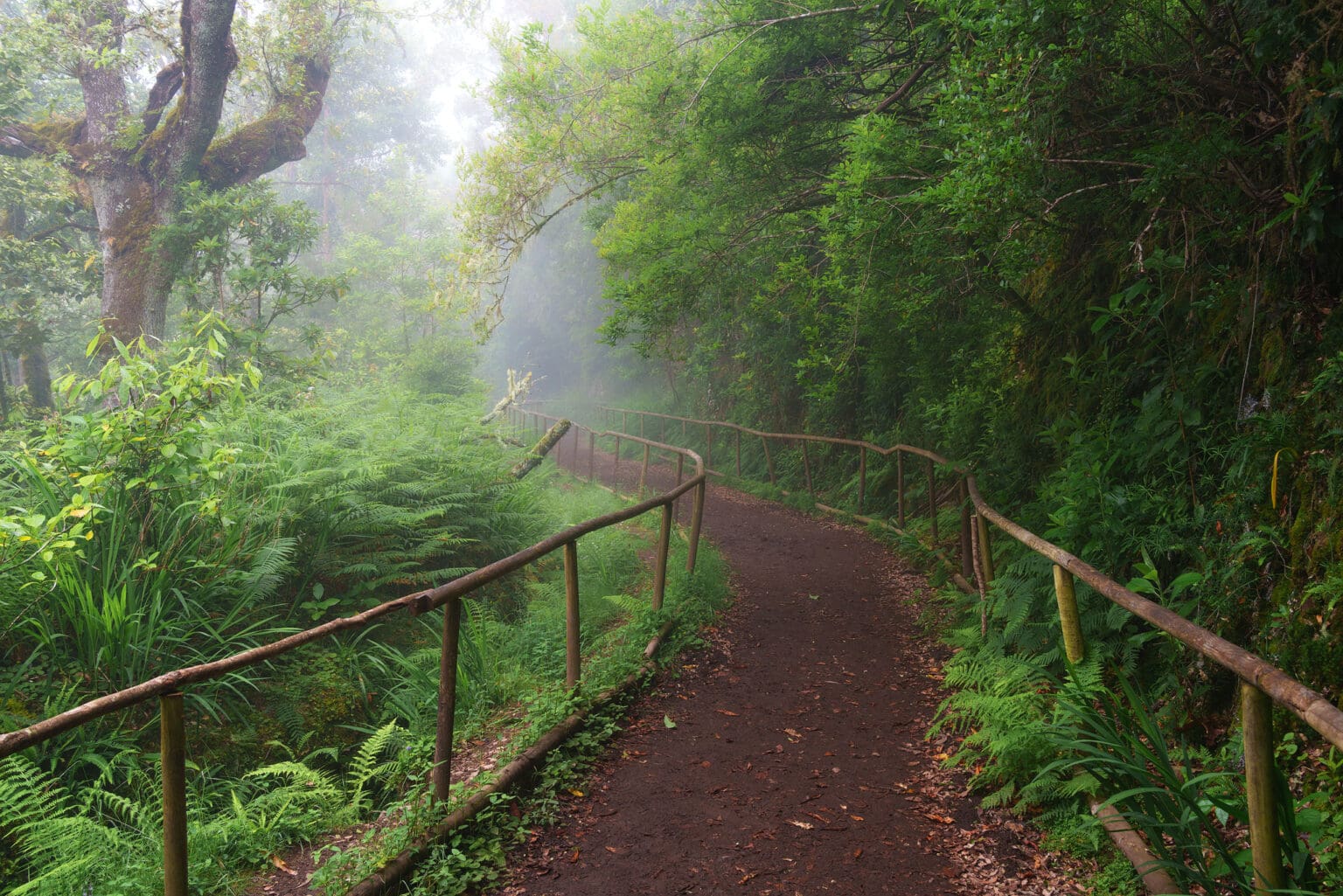Levada Fog - Madeira Photography