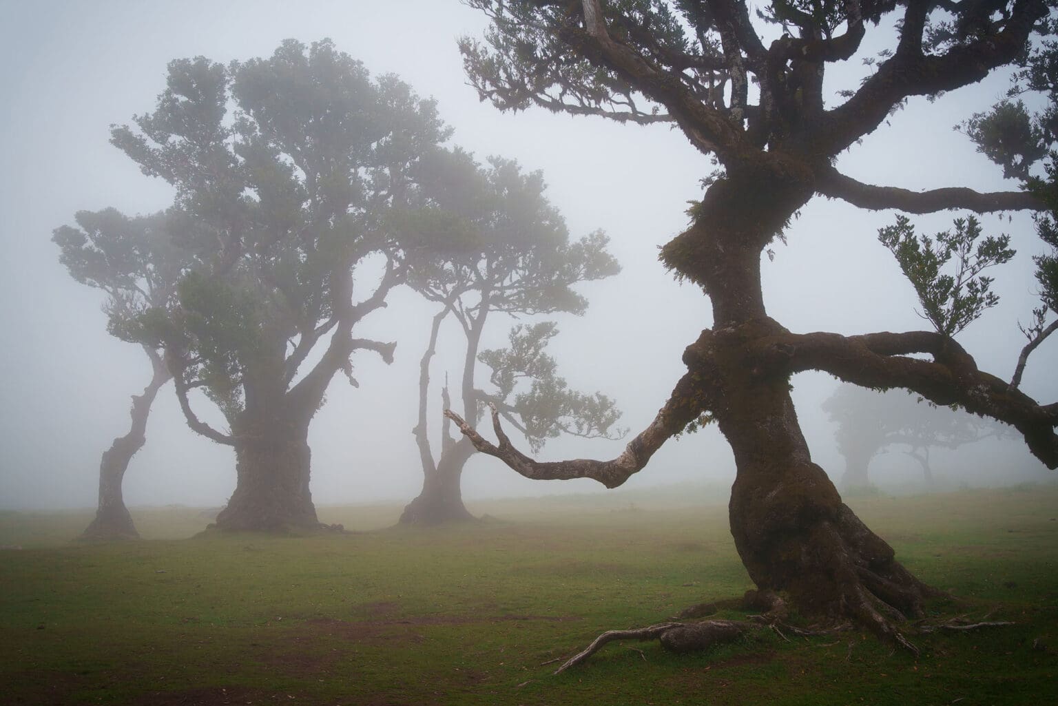 Witch Tree - Fanal Forest - Madeira Landscape Photography