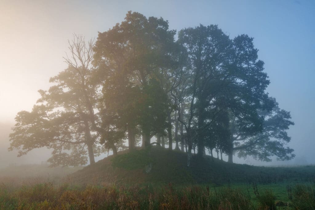Brathay Park Trees - Lake District Photography